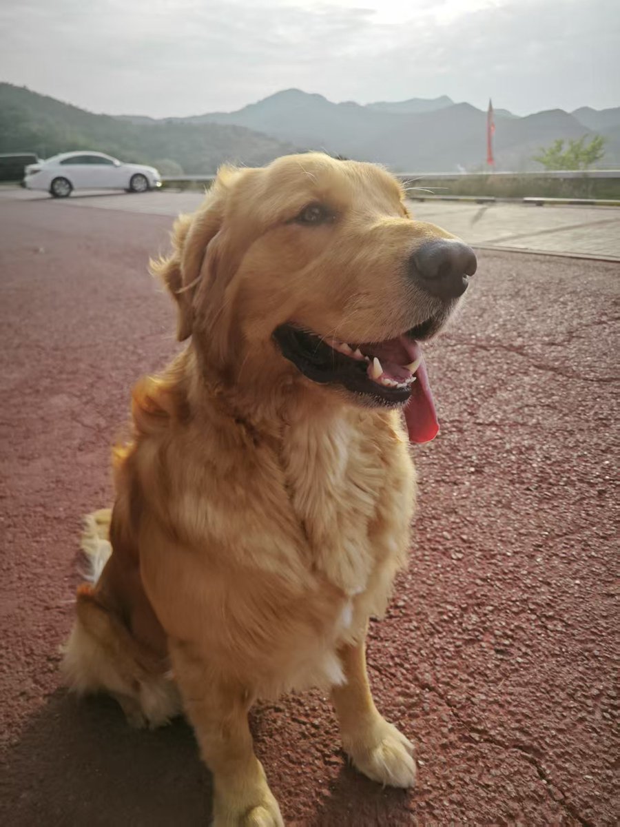 人类管这叫高温预警，  
我们称之为——  
尾巴摇出残影的好日子。