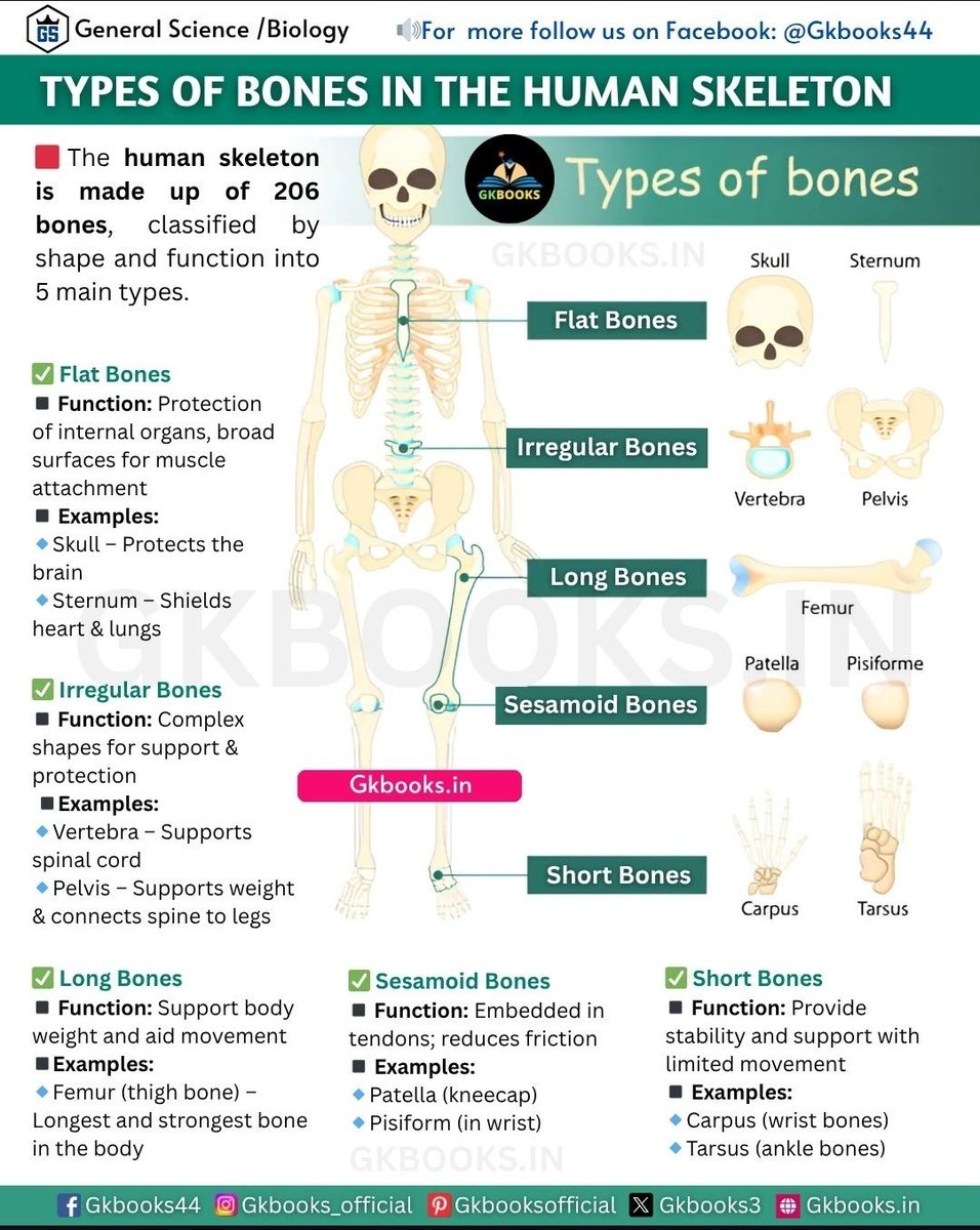 Types of Bones in the Human Skeleton.

(Data courtesy: GkBooks)