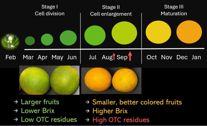 UF/IFAS Citrus REC (@ufifascitrusrec) on Twitter photo Tip of the Week: Injection Month Affects Fruit Size, Juice Quality and OTC Residues tinyurl.com/ye7ub68y #AllInForCitrus <a href="/SWFREC/">UF/IFAS SWFREC</a> Tip of the Week: Injection Month Affects Fruit Size, Juice Quality and OTC Residues tinyurl.com/ye7ub68y #AllInForCitrus <a href="/SWFREC/">UF/IFAS SWFREC</a>