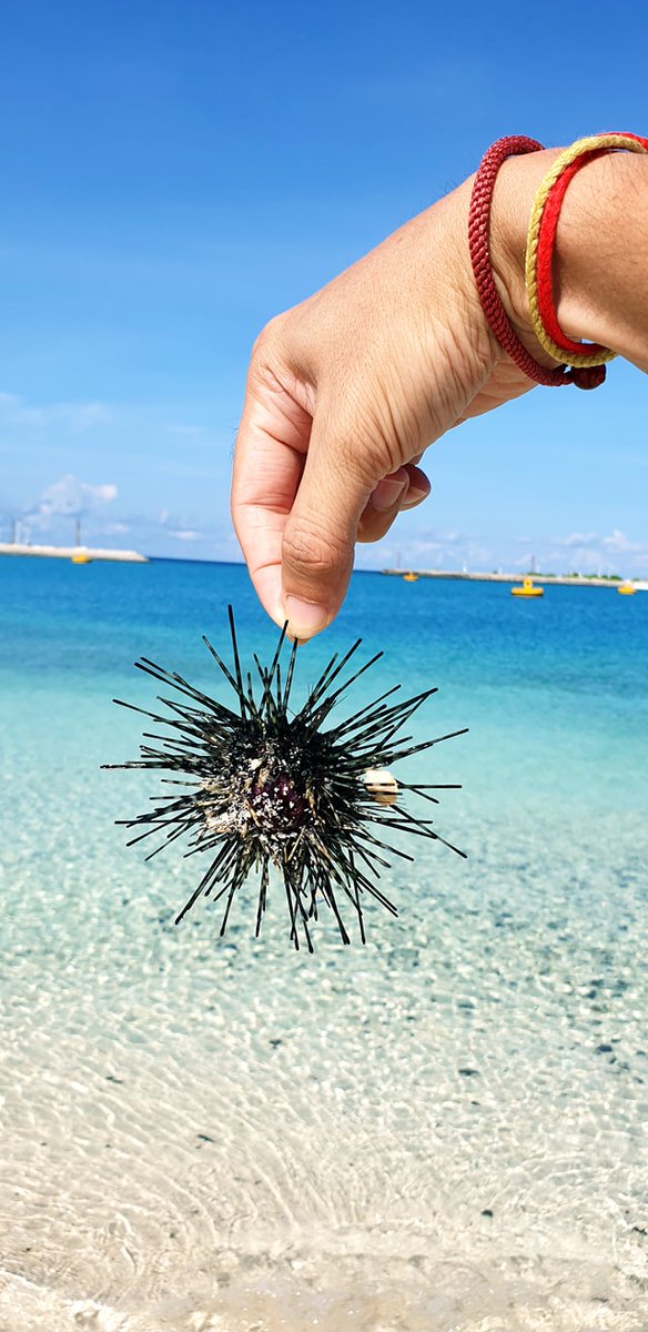ba_tr38397's tweet image. Found a spiky sea urchin on the beach today!  #BeachAdventures #MarineLife