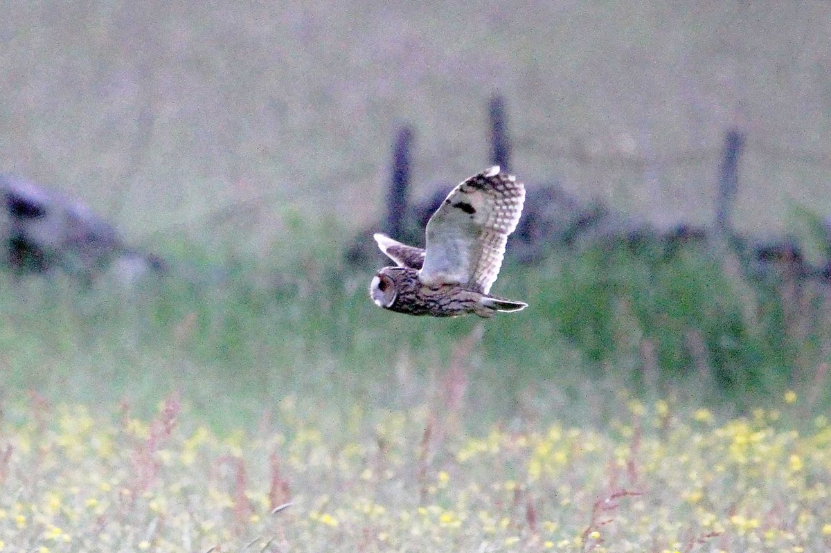MrSteveyJames's tweet image. A short trip up on the moors #peakdistrict #Derbyshire yesterday evening, was nice to see this lovely Long Eared Owl out hunting, crap light #TwitterNatureCommunity #TwitterNaturePhotography @Derbyshirebirds @DerbysWildlife @NatureUK @BBCSpringwatch @shefbirdstudy @Natures_Voice