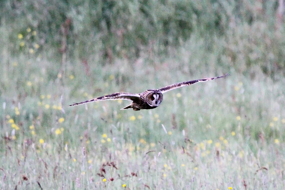 MrSteveyJames's tweet image. A short trip up on the moors #peakdistrict #Derbyshire yesterday evening, was nice to see this lovely Long Eared Owl out hunting, crap light #TwitterNatureCommunity #TwitterNaturePhotography @Derbyshirebirds @DerbysWildlife @NatureUK @BBCSpringwatch @shefbirdstudy @Natures_Voice
