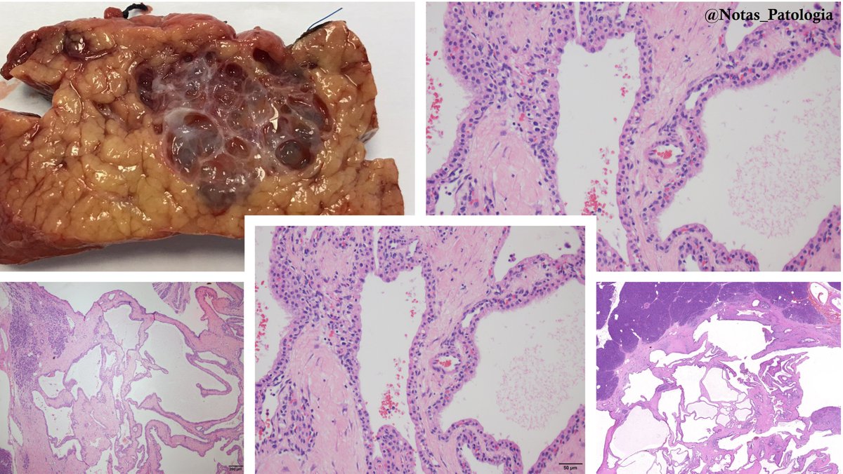 NotasDePatologia tweet media