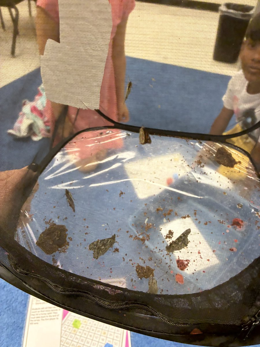 🦋 The kindergarteners just wrapped up their butterfly lifecycle program — from tiny caterpillars to beautiful butterflies, they observed every stage with wide-eyed wonder… and this week, they set them free! 🐛➡️🦋💨 #ButterflyRelease #KindergartenMagic #ScienceInAction