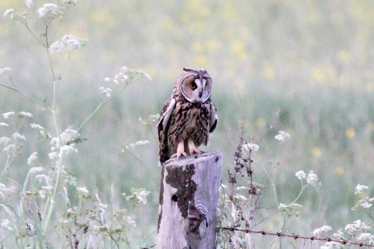 MrSteveyJames's tweet image. A short trip up on the moors #peakdistrict #Derbyshire yesterday evening, was nice to see this lovely Long Eared Owl out hunting, crap light #TwitterNatureCommunity #TwitterNaturePhotography @Derbyshirebirds @DerbysWildlife @NatureUK @BBCSpringwatch @shefbirdstudy @Natures_Voice
