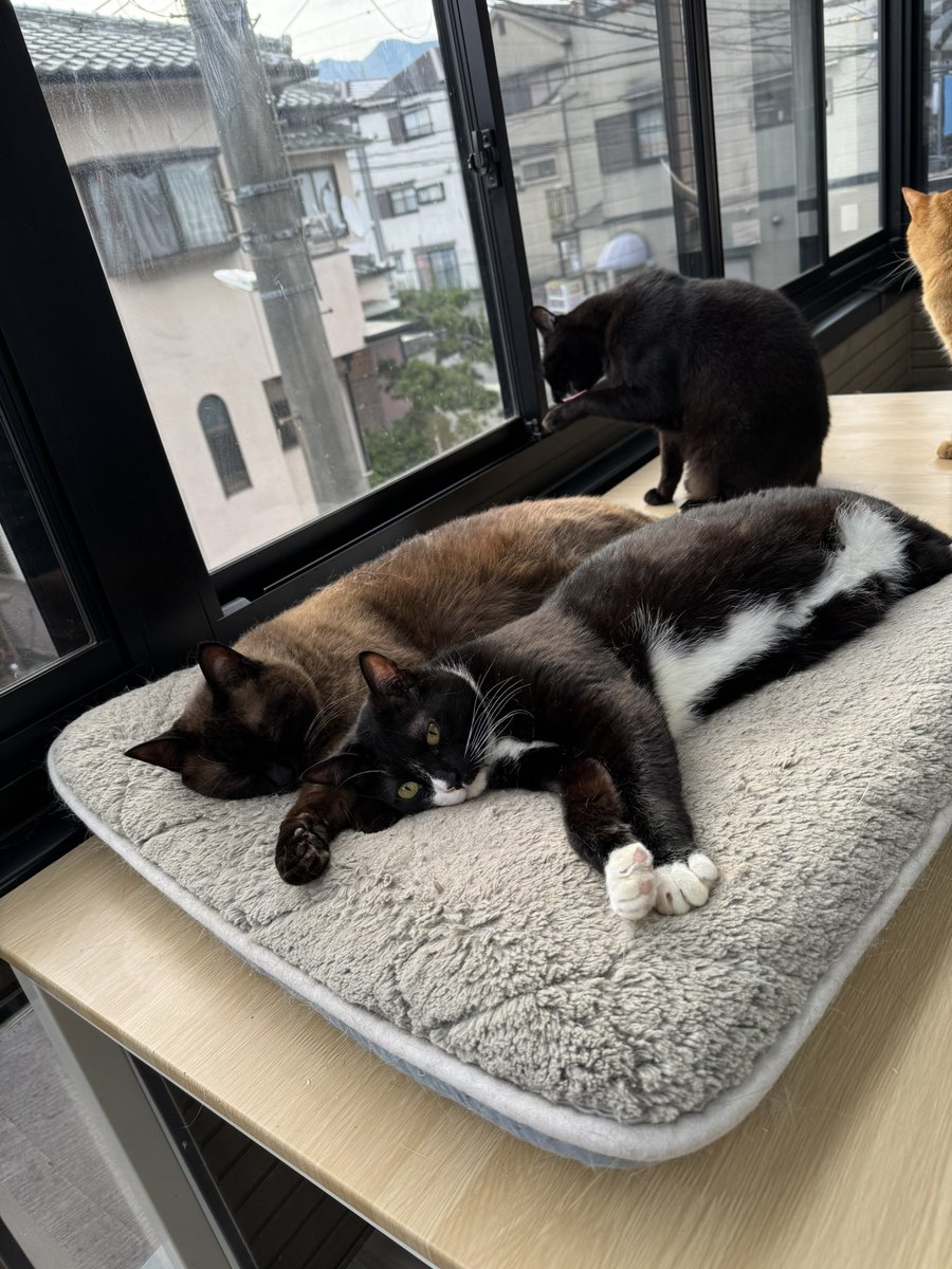 ひにゃたぼっこ