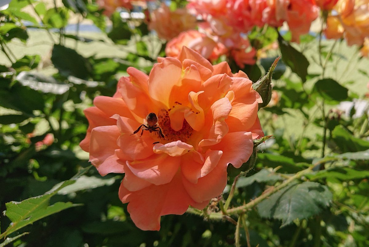.     🐝  *
  🌺
See ya, folks ✌️