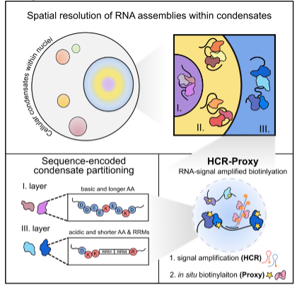 New method drop: 
HCR-Proxy, a modular proximity labelling approach to profile local proteome composition around RNA at nanoscale subcompartmental resolution. We resolved nested nucleolar layers and uncovered the grammar of spatial protein partitioning.
shorturl.at/OdUdH