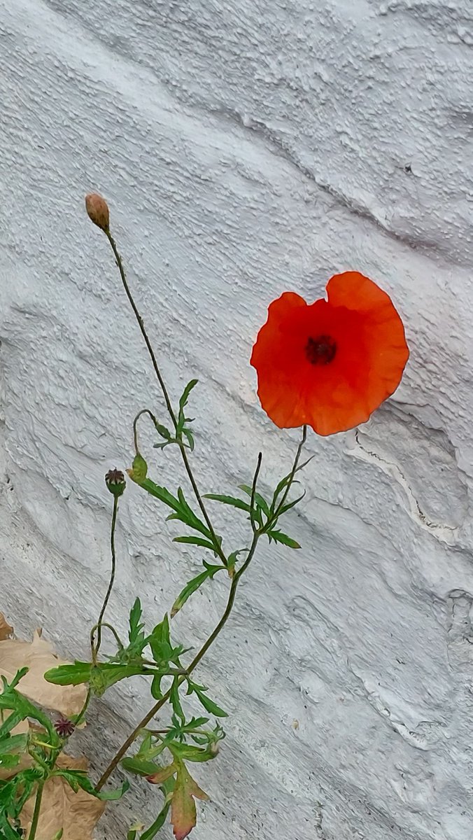 Celandine (@gbclarkson) on Twitter photo 