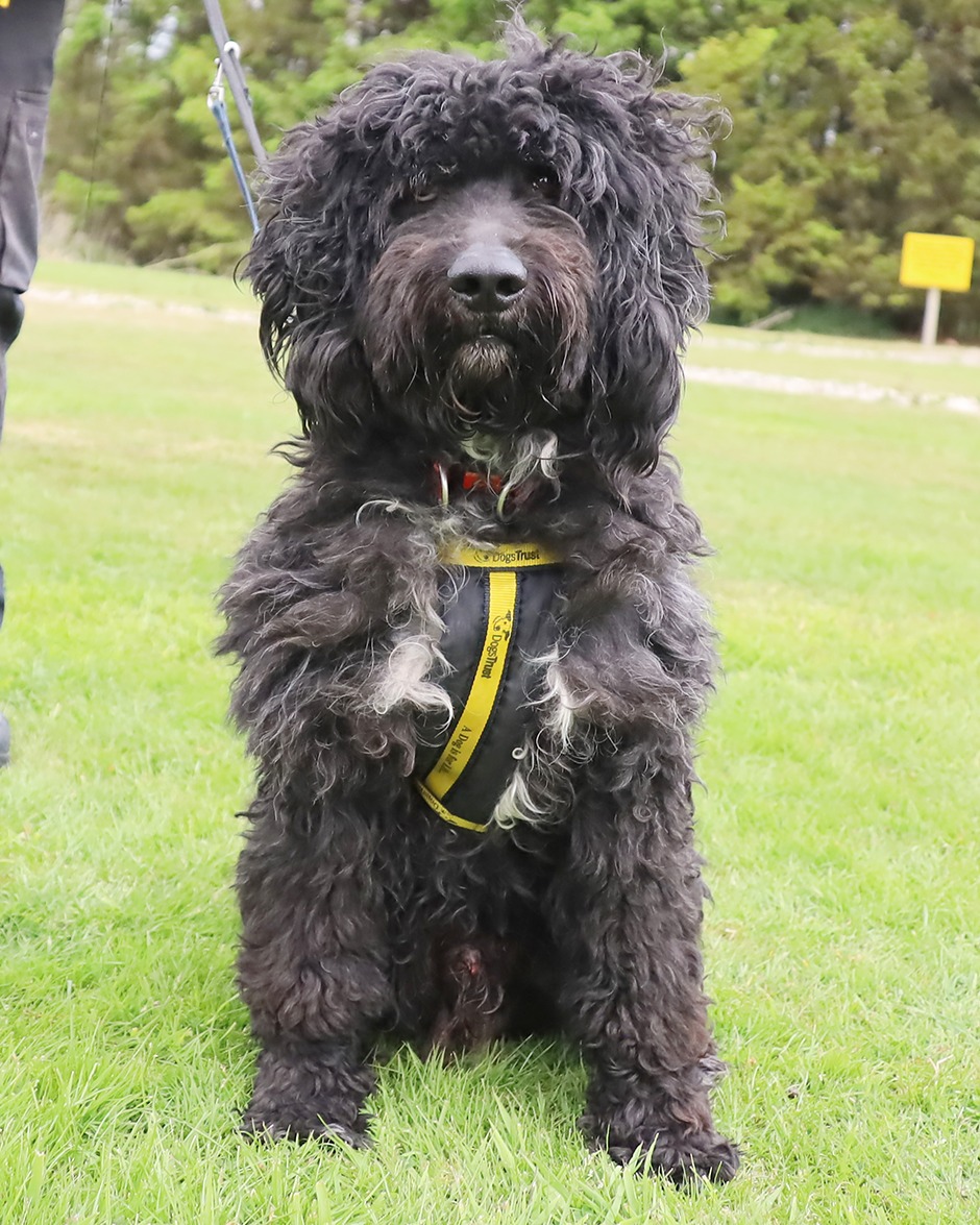 Everyone tell Bertie he looks handsome after his much-needed haircut 🐶✂️

Eight-year-old Bertie arrived at <a href="/DT_Leeds/">Dogs Trust Leeds</a> looking a little dishevelled, so we thought we'd give him a bit of a pamper ready for his fresh start 💛

Get to know him: bit.ly/4kL4UOh