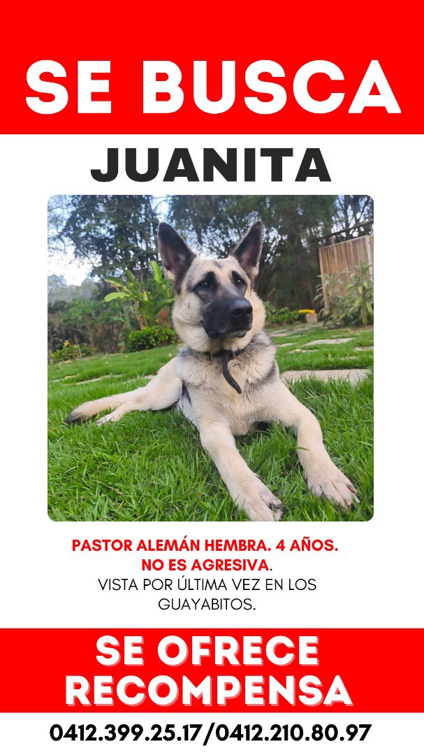 Vista por última vez en la Urb los  Guayabitos.