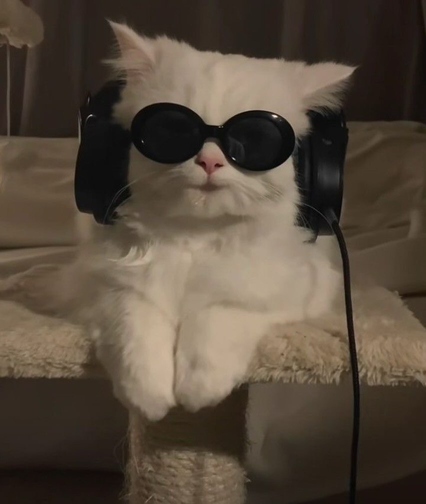 Punch Cat tweet media