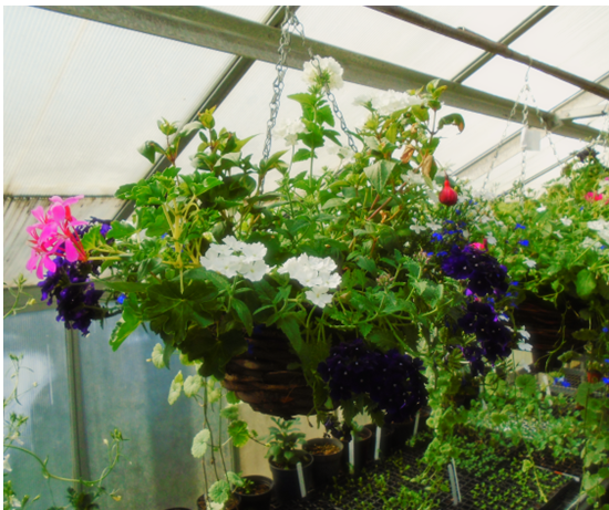HMPFeatherstone's tweet image. 🌸Our horticulture department has been busy making hanging baskets to gain hands-on skills in gardening & teamwork.
These are available to buy from 12pm-1pm until Thursday 5 June at the front of the prison.
Small baskets are £20 & large are £25, cash only.