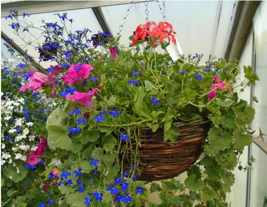 HMPFeatherstone's tweet image. 🌸Our horticulture department has been busy making hanging baskets to gain hands-on skills in gardening & teamwork.
These are available to buy from 12pm-1pm until Thursday 5 June at the front of the prison.
Small baskets are £20 & large are £25, cash only.