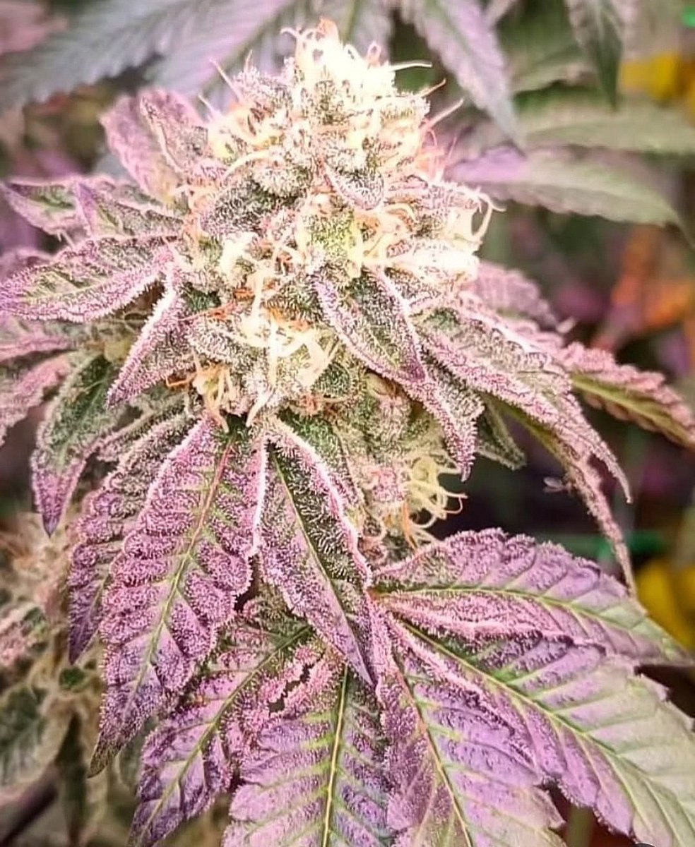 💡PRO LED 💡
Pro Led es el producto perfecto para corregir cualquier problema en tu cultivo Led. Es un corrector de excesos y carencias:
1. Exceso de contaminación lumínica: encendidos y apagados bruscos o sin regulador de intensidad, mala regulación de la potencia..etc
Hilo..⬇️