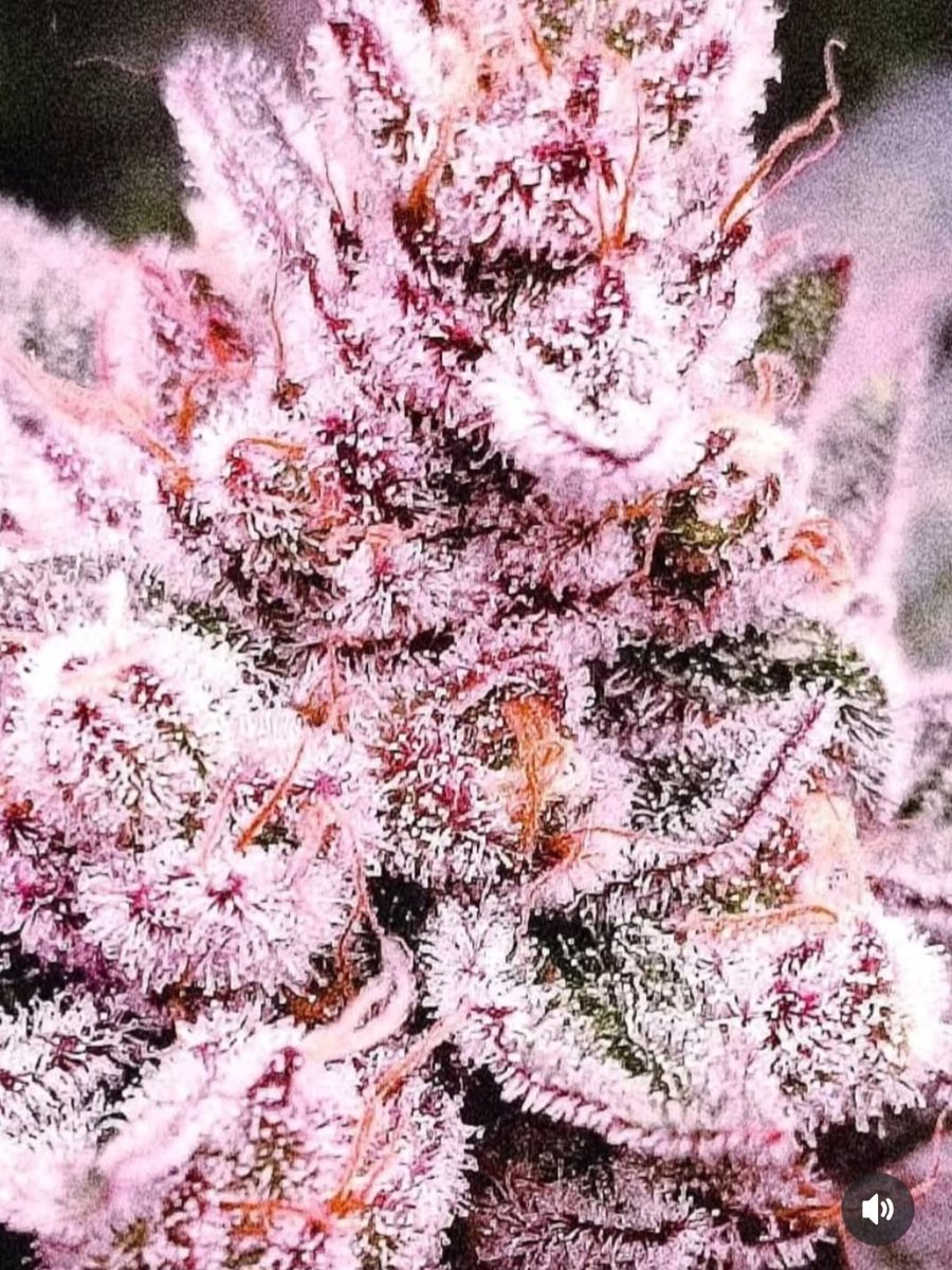 2. Carencia de Calcio y Magnesio propios de este tipo de cultivo.
Corregirás cualquier problema que puedas tener con tu cultivo Led.
Recomendamos aplicar una vez a la semana en crecimiento y dos veces en floración.
Aplicación: 1ml/L agua.
#HorticulturaProfesional #ProLed 
#ProXL