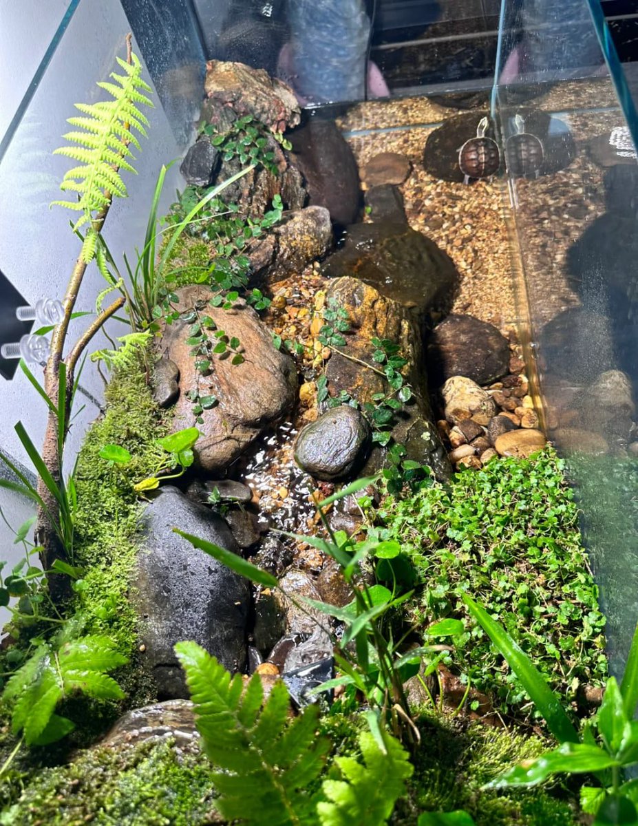 お友達の小さなかめの景色です。
植物が少なすぎます
