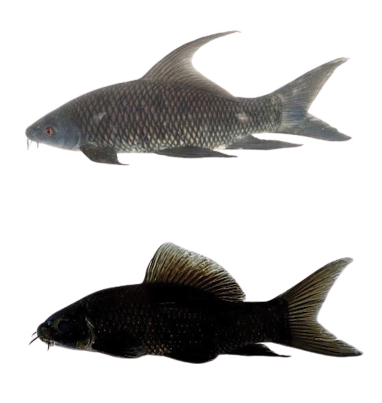 #NewSpeciesAlert - 𝐿𝑎𝑏𝑒𝑜 𝑢𝑟𝑢 and 𝐿𝑎𝑏𝑒𝑜 𝑐ℎ𝑒𝑘𝑖𝑑𝑎, two new species of cyprinids adapted to high flow habitats, are described from the southern Western Ghats, India.
🔓 epubs.icar.org.in/index.php/IJF/…