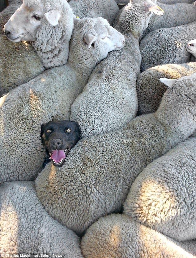 A simple illustration of Baker, the Barker trying to squeeze his tired narratives into everything, if nuisance had a face!!