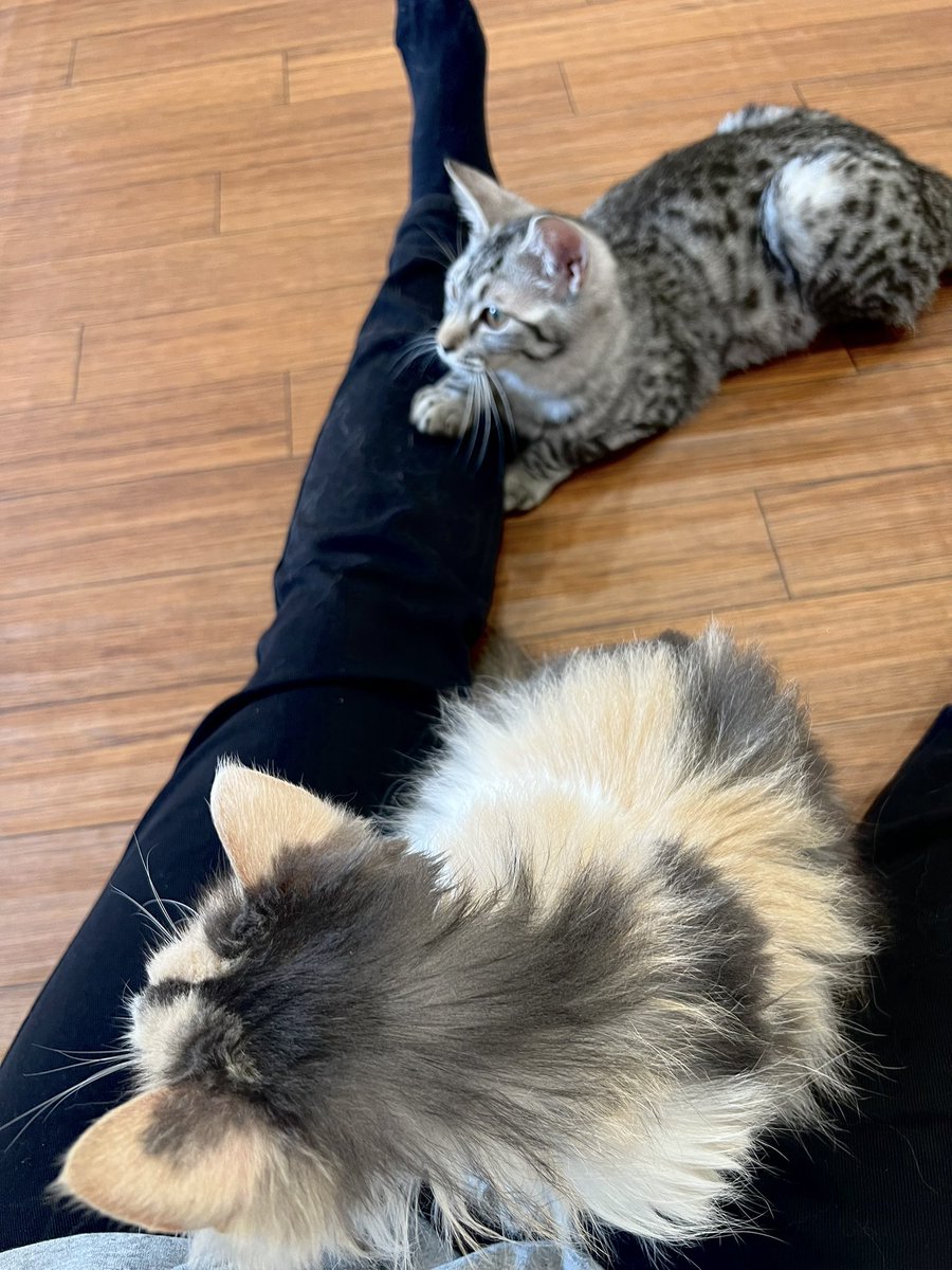 猫カフェの猫さんに会いに行った時の写真です。
突然の猫さん。