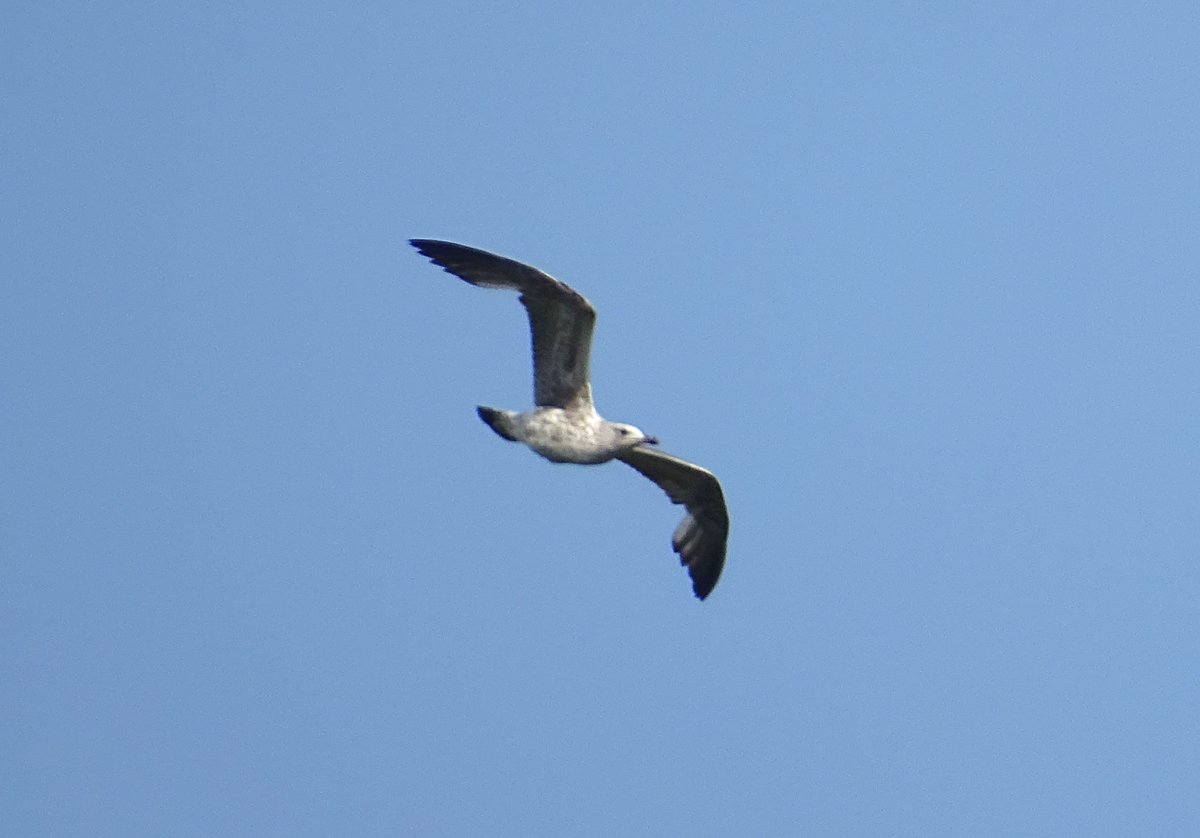 Wet walk early but brightened up for a nice walk. Highlights were Lapwings, Skylarks, Yellowhammers, RBuntings, Reed, Sedge &amp; Cetti's Warblers, Kestrel, Buzzards, all 5 Ravens, flocks of LBBGulls over, Song &amp; Mistle Thrushes, Swallows, House Martins, Whitethroats, Oystercatchers