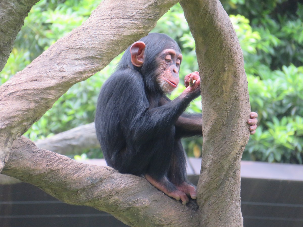 ナスを食べるコサチちゃん #チンパンジー #ズーラシア