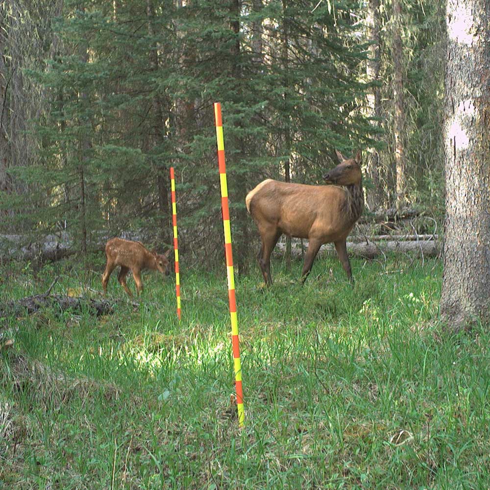 June in Alberta is calving season for several species in the deer family, including Elk!

#TrailcamTuesday