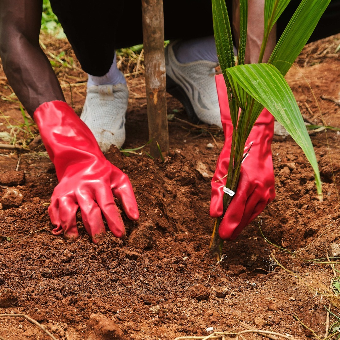 When tough challenges are met with support from #CityLeaders, innovation takes root. 🌱 Take <a href="/FCC_Freetown/">Freetown City Council</a>'s #FreetownTheTreetown – an ambitious goal to plant 1 million trees by 2030 – made possible through mayoral collaboration.

Learn more 🔗 hubs.ly/Q03qdkQ10.
