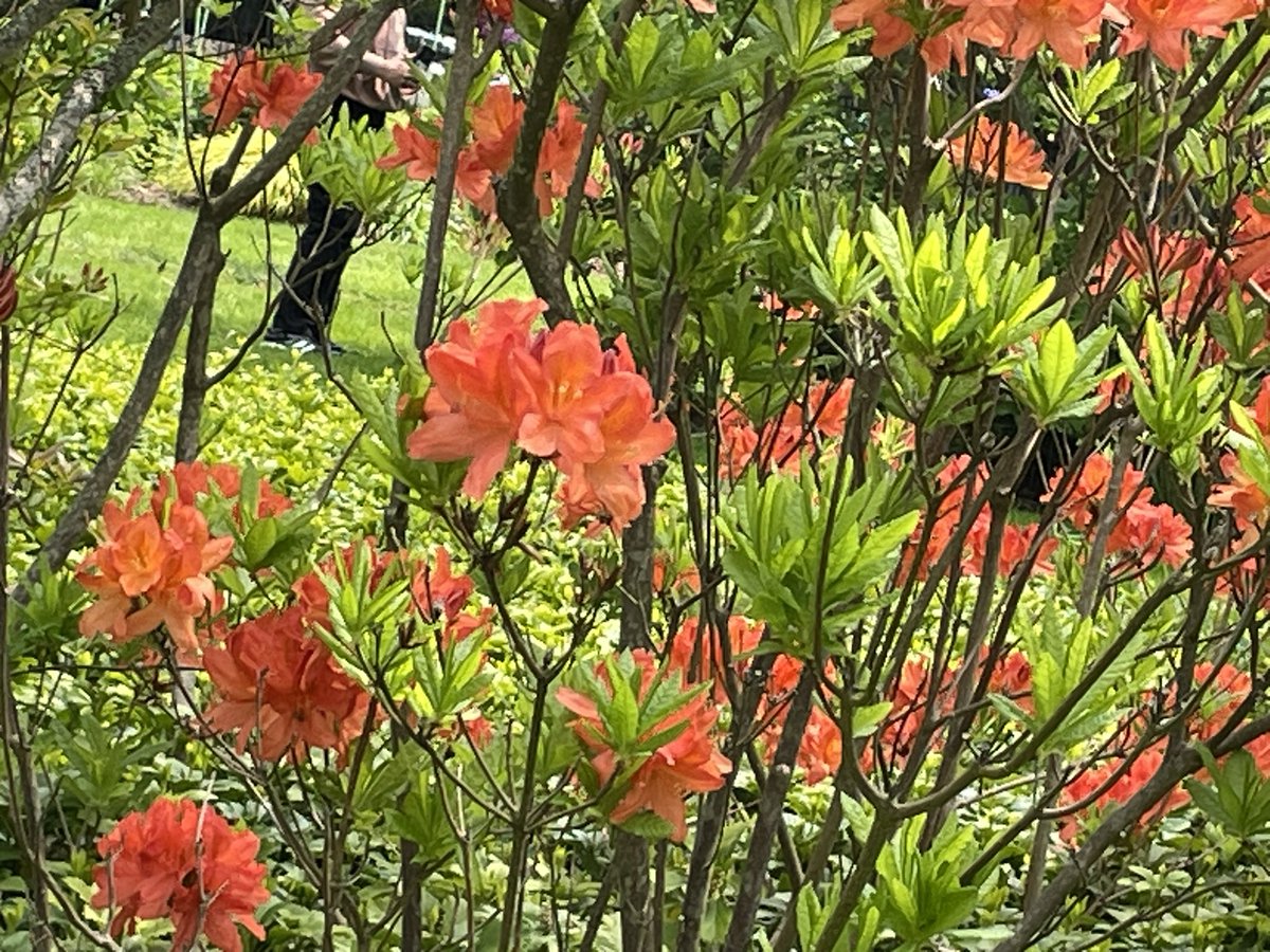 Fabulous day at the Halifax Public Gardens! Supposed to be in the high 20s for the rest of the week! This is a very beautiful orange bush but I have no idea what it is!