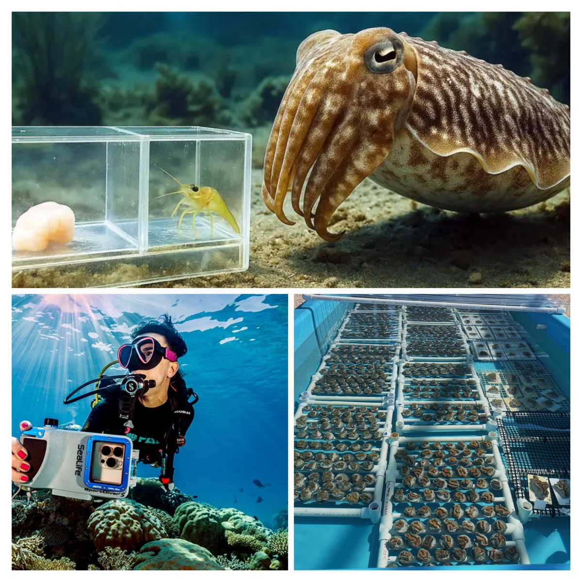Scuba_Directory's tweet image. 🌊 June Newsletter is here!

✅Color Correction for Dive Videos &amp;amp; Photos
✅SeaLife’s New Smartphone Housing
✅Cuttlefish Pass Intelligence Test

🔗Sign up here: thescubadirectory.com/about/newslett…
 
#DiveNews #OceanExploration #paditv #ScubaDivingMag #PADI #scubadivelife #scubadive #scuba