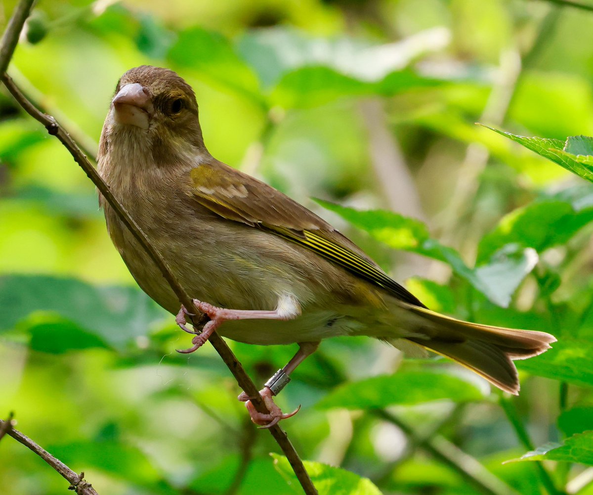Nathan Wilde (@nafanlfc) on Twitter photo Greenfinch at Budworth Mere today <a href="/CAWOSBirding/">Cheshire & Wirral Ornithological Society</a> <a href="/marburypatch/">marburypatch</a> <a href="/RSPBChester/">RSPB Chester</a> <a href="/RSPBEngland/">RSPB England</a> <a href="/BBCSpringwatch/">BBC Springwatch</a> Greenfinch at Budworth Mere today <a href="/CAWOSBirding/">Cheshire & Wirral Ornithological Society</a> <a href="/marburypatch/">marburypatch</a> <a href="/RSPBChester/">RSPB Chester</a> <a href="/RSPBEngland/">RSPB England</a> <a href="/BBCSpringwatch/">BBC Springwatch</a>