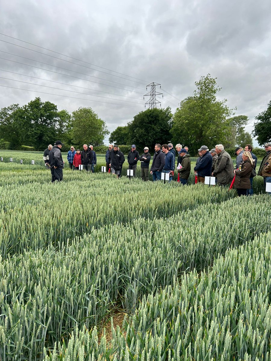 UK_COFCO's tweet image. Thank You to everyone who attended this mornings seed trials @LGSeedsUK