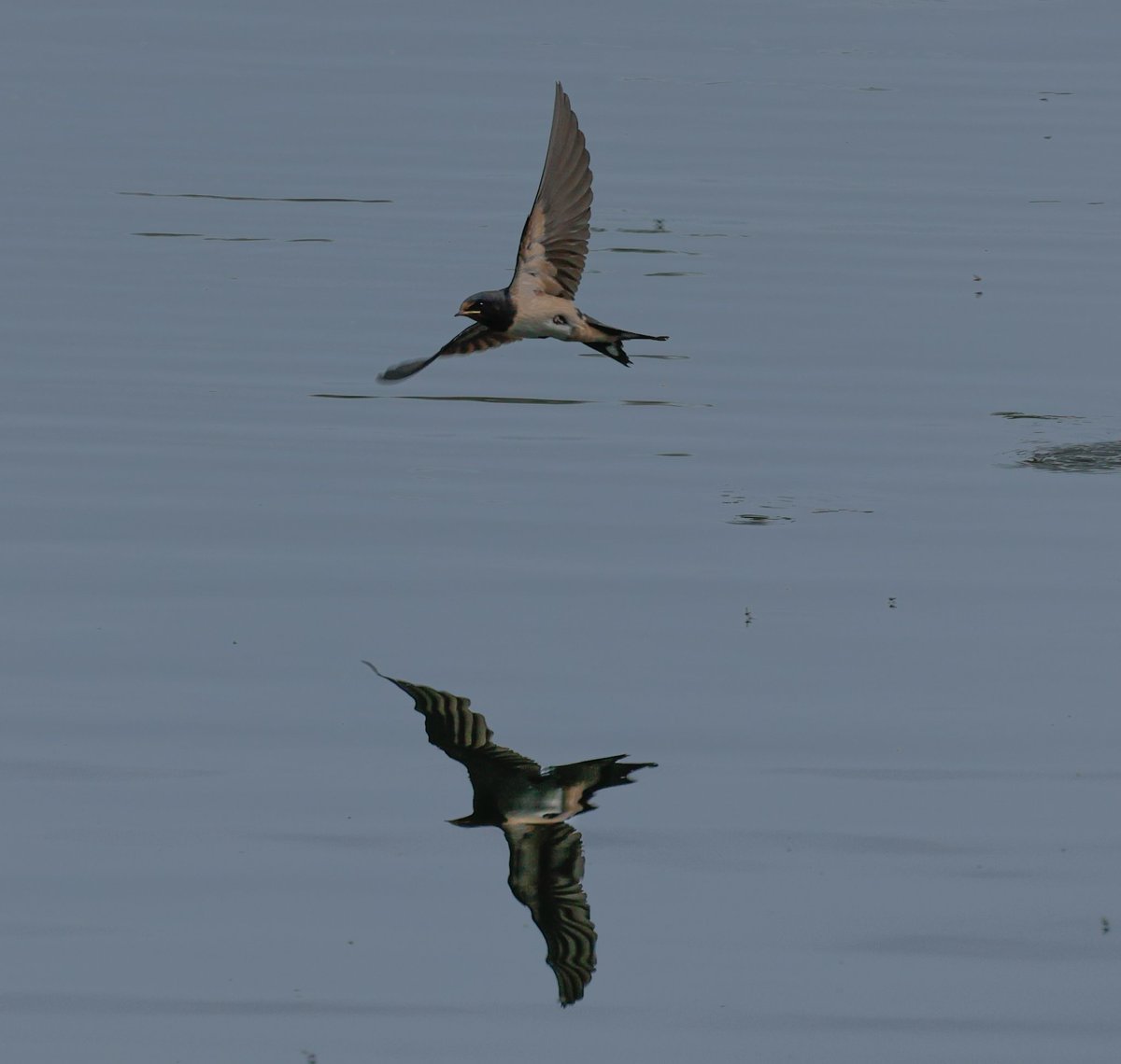 Nathan Wilde (@nafanlfc) on Twitter photo Swallows in action on Budworth Mere <a href="/CAWOSBirding/">Cheshire & Wirral Ornithological Society</a> <a href="/marburypatch/">marburypatch</a> <a href="/RSPBEngland/">RSPB England</a> <a href="/RSPBChester/">RSPB Chester</a> <a href="/BBCSpringwatch/">BBC Springwatch</a> Swallows in action on Budworth Mere <a href="/CAWOSBirding/">Cheshire & Wirral Ornithological Society</a> <a href="/marburypatch/">marburypatch</a> <a href="/RSPBEngland/">RSPB England</a> <a href="/RSPBChester/">RSPB Chester</a> <a href="/BBCSpringwatch/">BBC Springwatch</a>