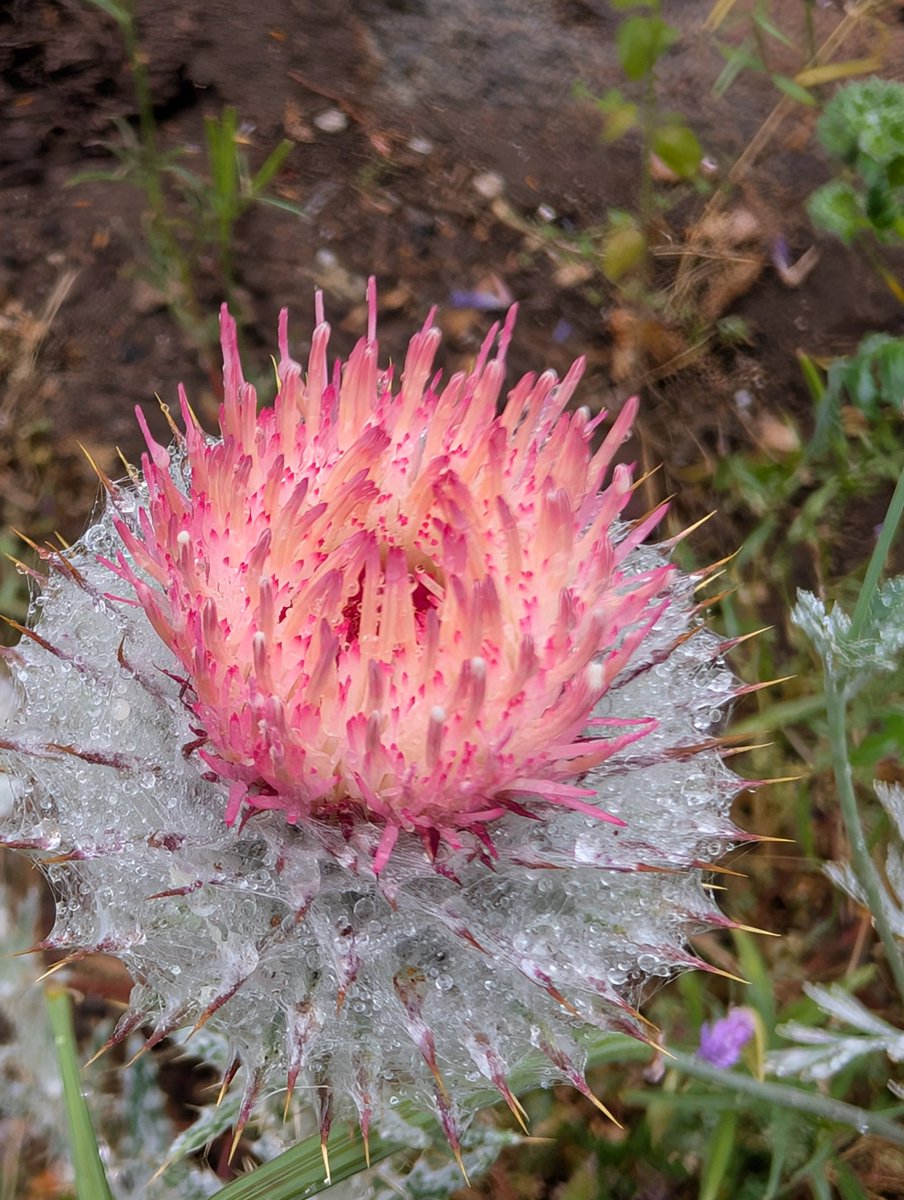 DavidRi25860212's tweet photo. Cobweb thistle
#SanDiegoNativePlants
#CANativePlants https://t.co/tISetOfccA