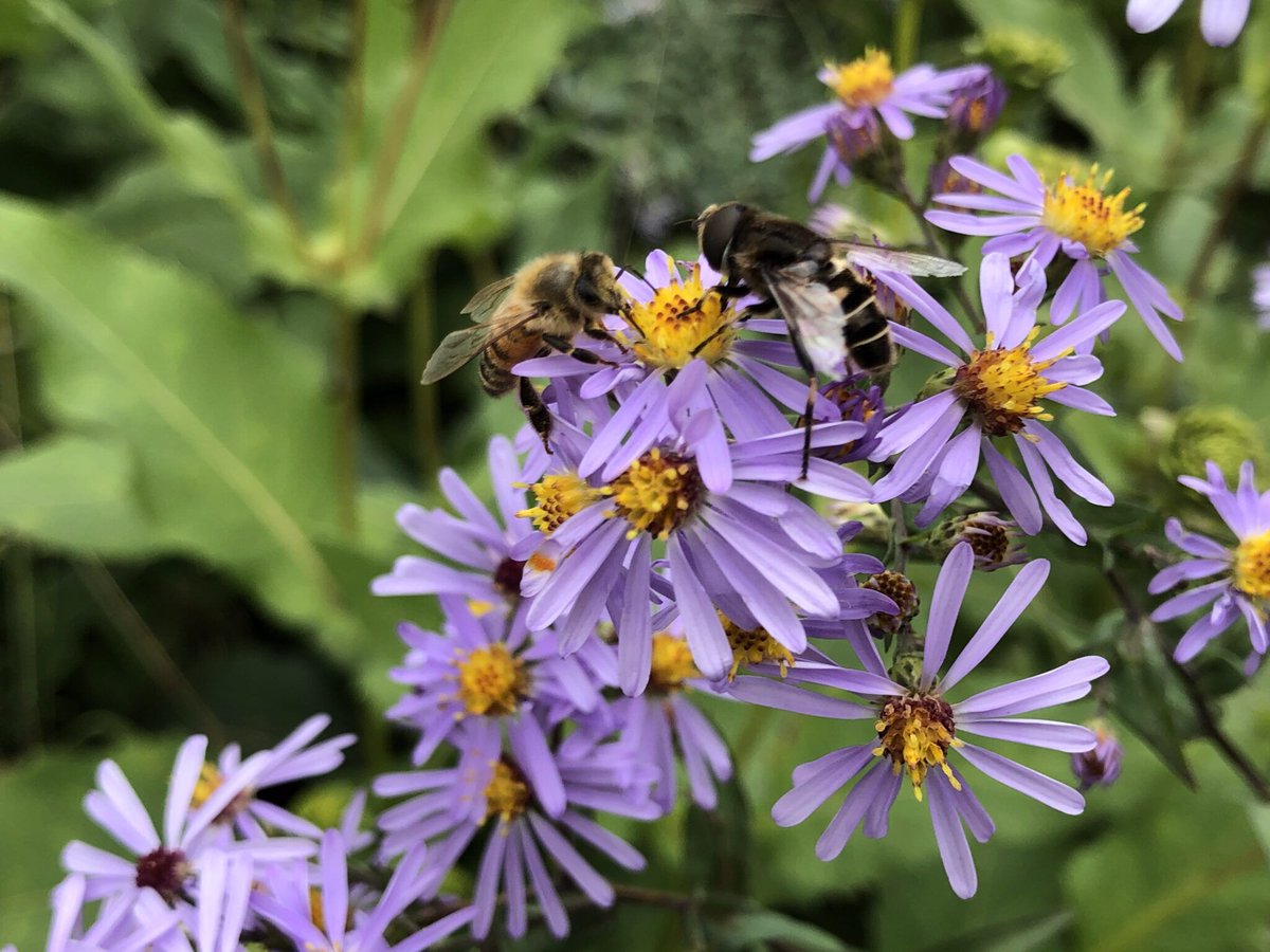 Join us this weekend for a fascinating dive into the world of Masters of Disguise as we spotlight nature’s clever imposters: hoverflies!

Sunday, June 8, 11am - 12:15pm
More info, dates, and registration by clicking the link below!
buff.ly/scWIL5d