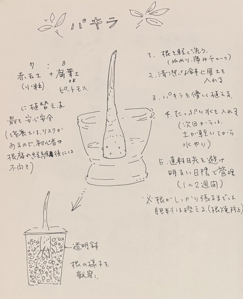 botanicoROCA's tweet image. 根が出て来そう。生えて来たらどう育てるべきか、AIグリーンアドバイザーに聞いてみたことをメモ。

#botanirocaパキラ
#パキラ #pachira
