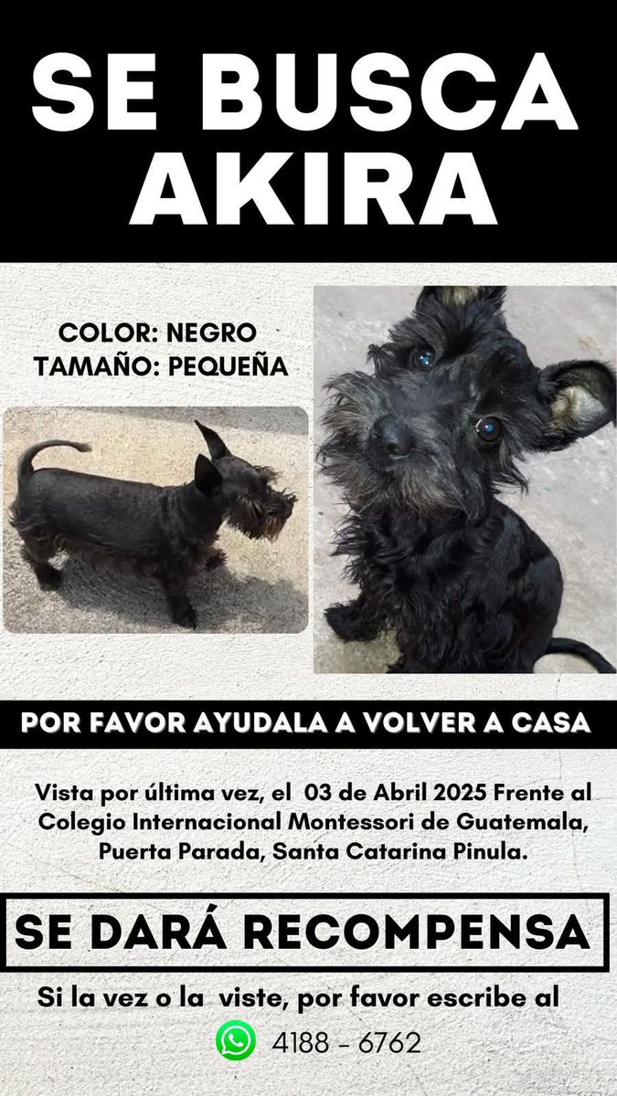 Guate Unida por los Animales (@guatexanimales2) on Twitter photo 