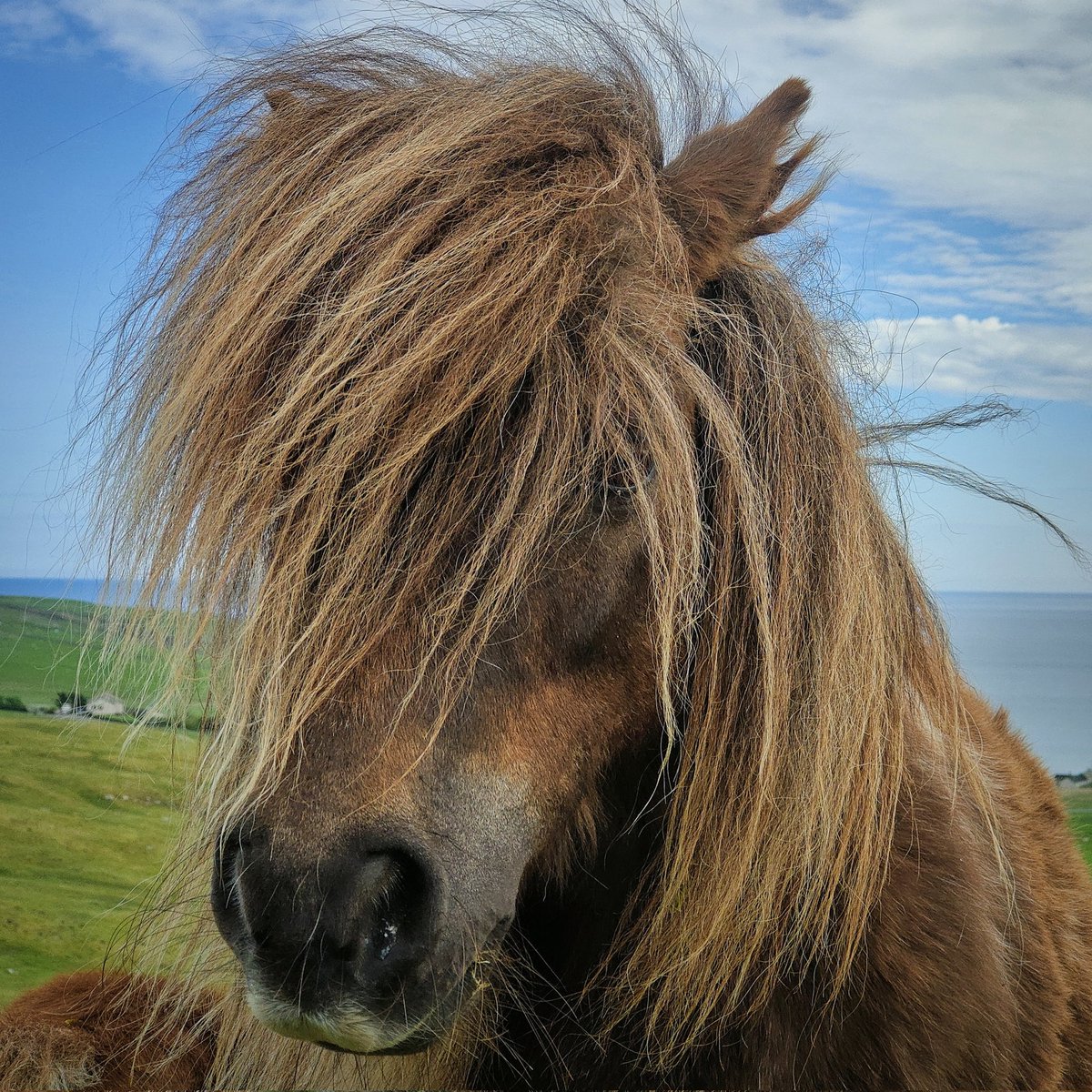 Shetland ponies have the BEST hair ❤️