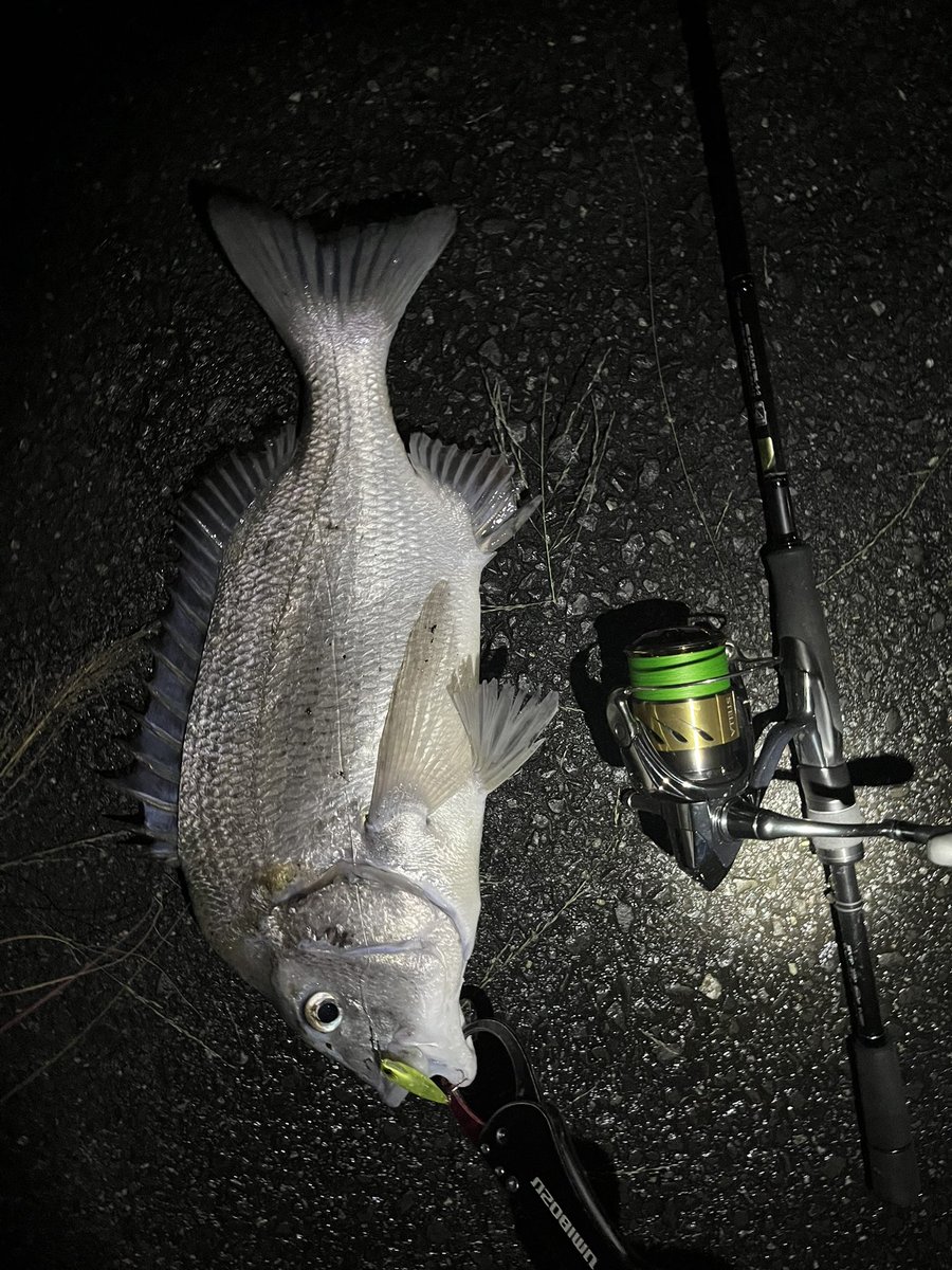 pyonpyonwt's tweet image. S字威修行！明るくなっても釣れるんだ🤔 
ボトムでも1枚