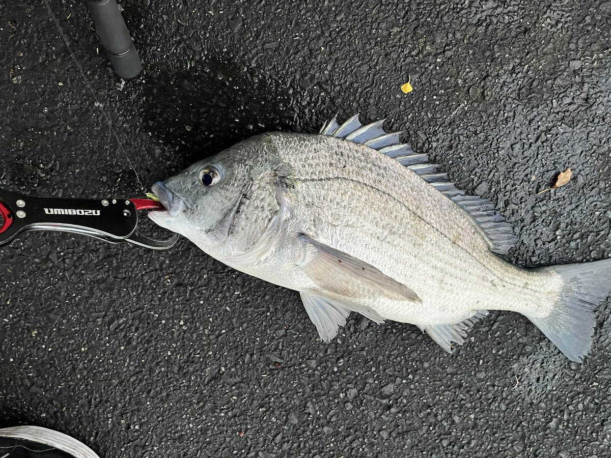 pyonpyonwt's tweet image. S字威修行！明るくなっても釣れるんだ🤔 
ボトムでも1枚