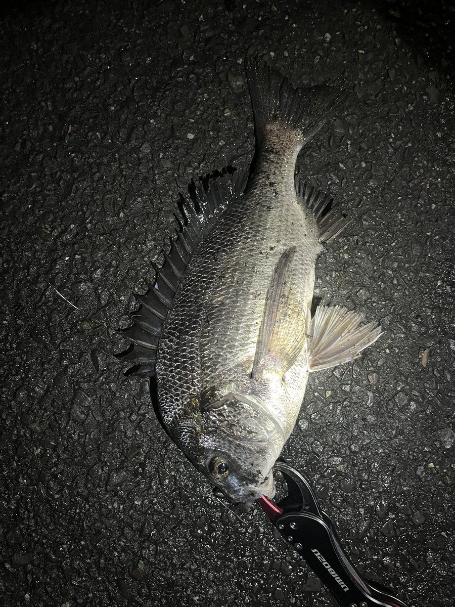 pyonpyonwt's tweet image. S字威修行！明るくなっても釣れるんだ🤔 
ボトムでも1枚