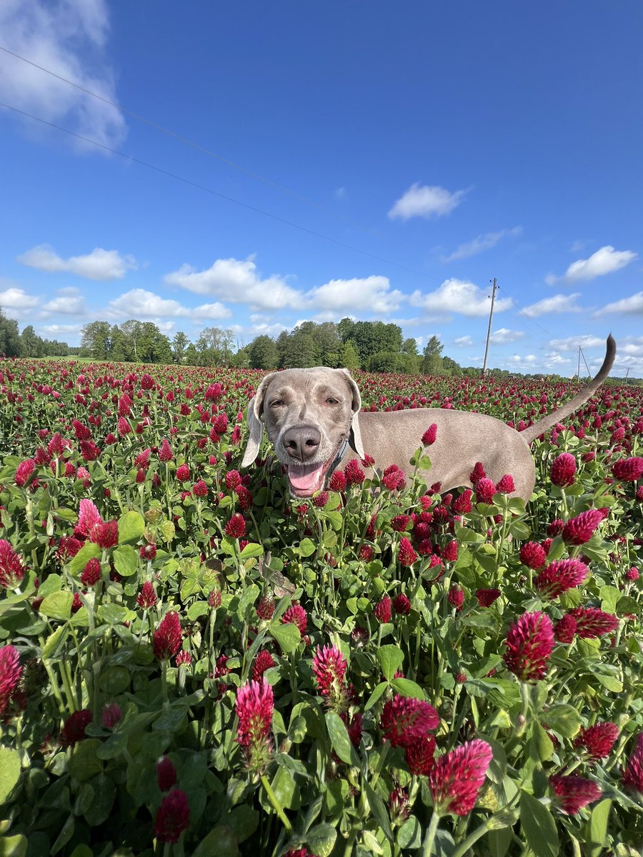 Martins Flaksis tweet media