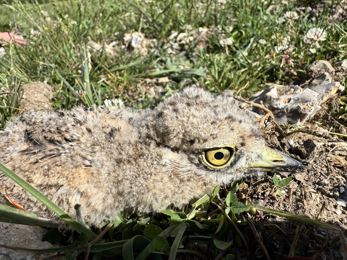 Most of you got it right! Stone curlew chicks! Handled under license!