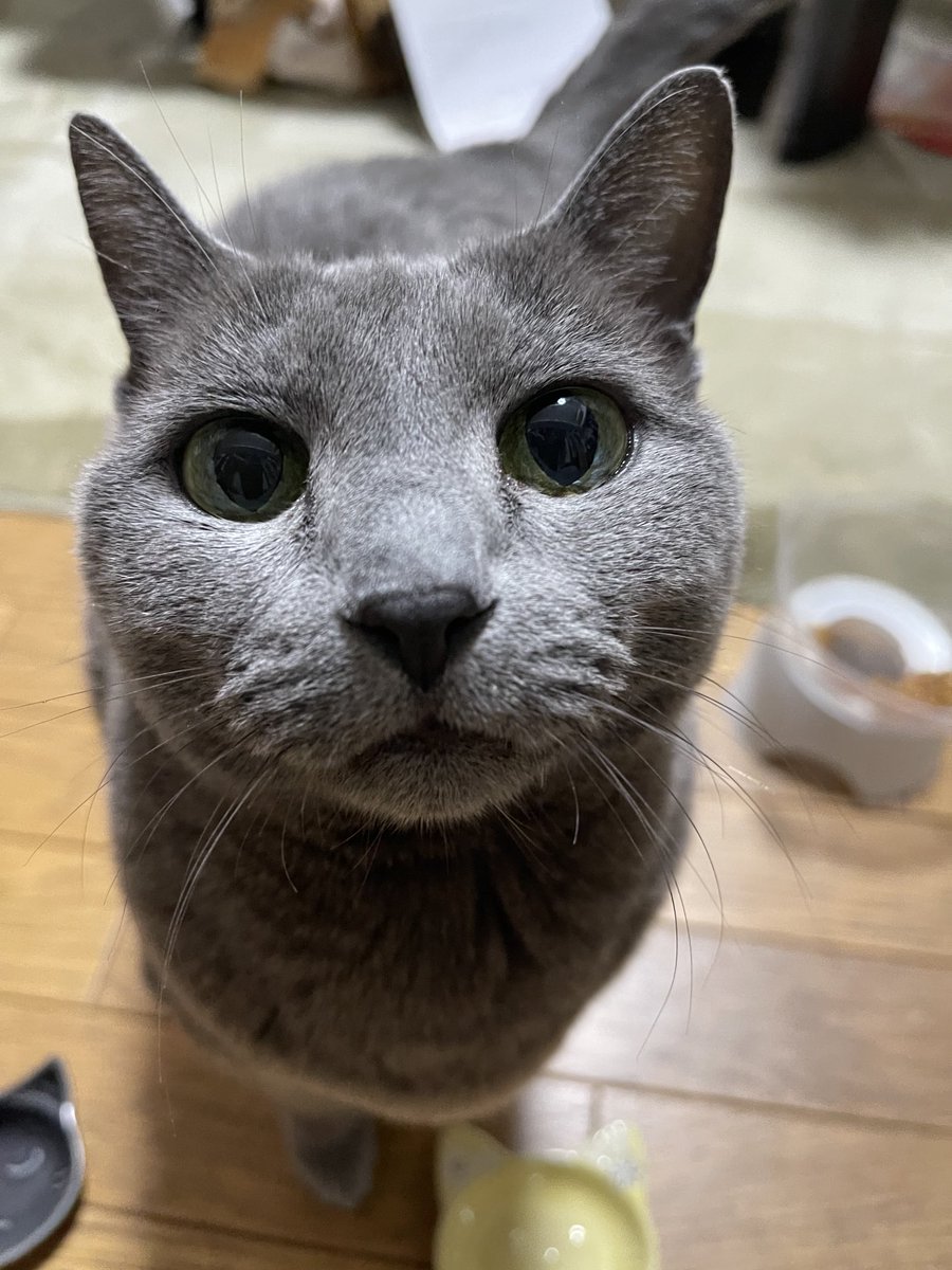 rinrin7481's tweet image. おはようございます😊😼😸
やっと晴れて朝からダッシュで洗濯
部屋を行ったり来たりしているのですが…茶😸が通路に大の字に寝ているので危ニャイ💦
違う場所で寝て欲しいけど…いう事は聞かニャイ🙀
因みに女優はちゃんとベッドで寝ています😼当たり前ニャッ‼️
週の真ん中、週末はまだまだ💦
本日も🙇‍♀️