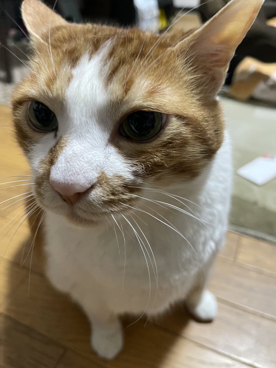 rinrin7481's tweet image. おはようございます😊😼😸
やっと晴れて朝からダッシュで洗濯
部屋を行ったり来たりしているのですが…茶😸が通路に大の字に寝ているので危ニャイ💦
違う場所で寝て欲しいけど…いう事は聞かニャイ🙀
因みに女優はちゃんとベッドで寝ています😼当たり前ニャッ‼️
週の真ん中、週末はまだまだ💦
本日も🙇‍♀️