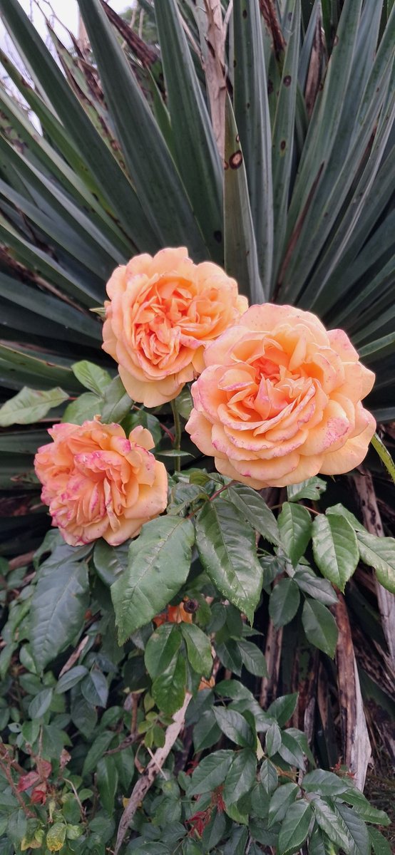 vipmumsndads's tweet image. Hi, Netty here from @vipmumsndads 
Once your profile is complete within my website! Simply add your posts, and I'll share them online for free!
Ooh la la xx
#vipfamily
vipmumsndads.co.uk/activity/