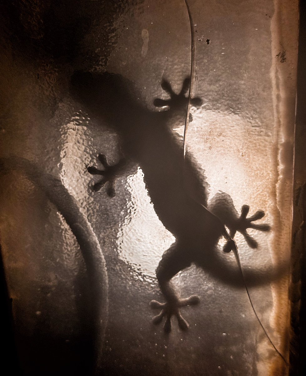 Metto a ninna le bestie.