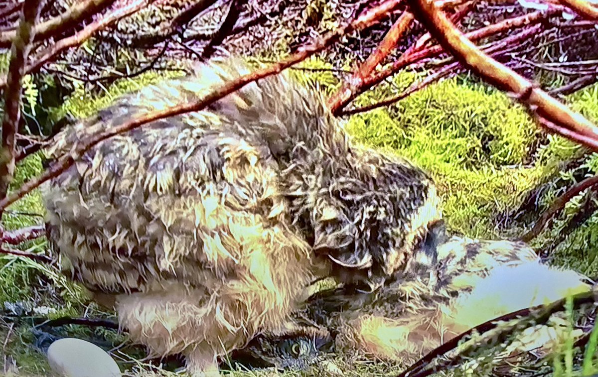 So I think let’s switch off from the doom and gloom at #swfc and decide to watch a bit of  #springwatch to calm me down and what do I see, a baby owl eat it’s sibling and another dead baby owl fed to it’s siblings! Give us Owls a break <a href="/ChrisGPackham/">Chris Packham</a> 🥴🦉
