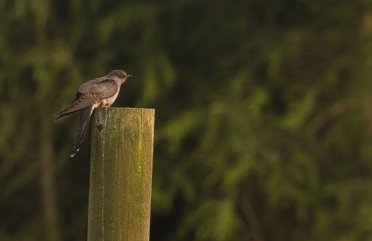 Anthony Robson (no longer in Edinburgh!) tweet media