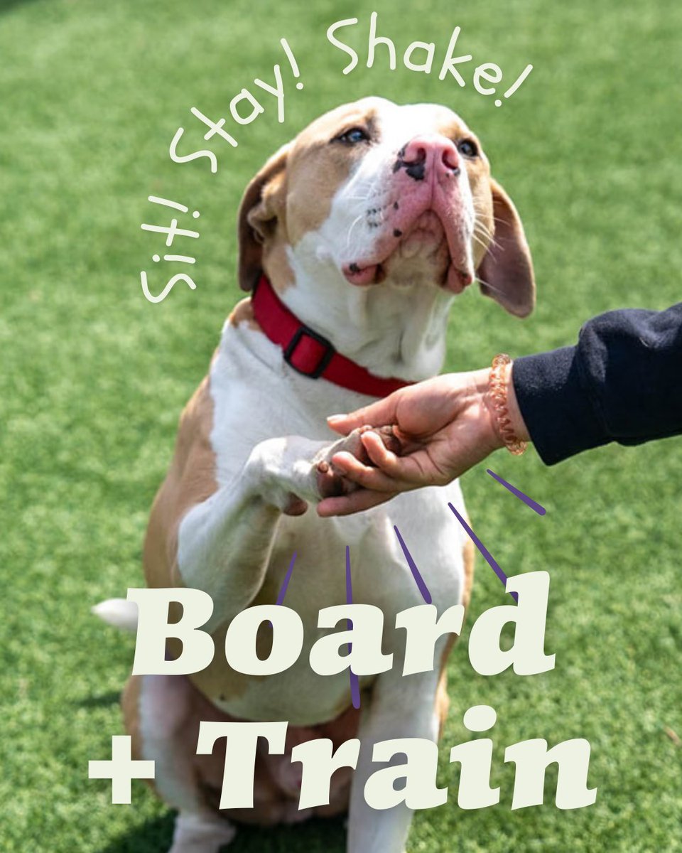Happy Hound Play & Daycare, Inc. (@HappyHoundPlay) / Posts / X